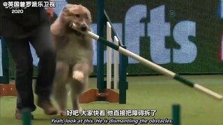 澳洲硬汉解说：叛逆狗狗
