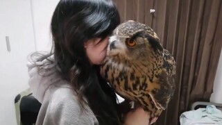 "Bisakah Burung Seberat 3,6 Kg Melakukannya?"