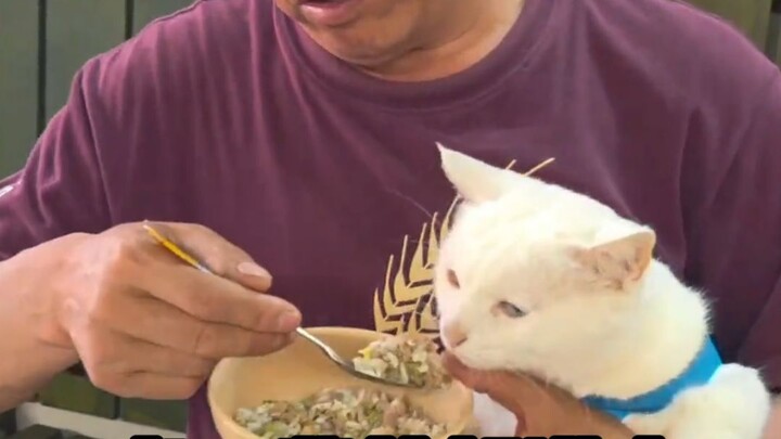 Older generations really go all out when it comes to spoiling their cats.