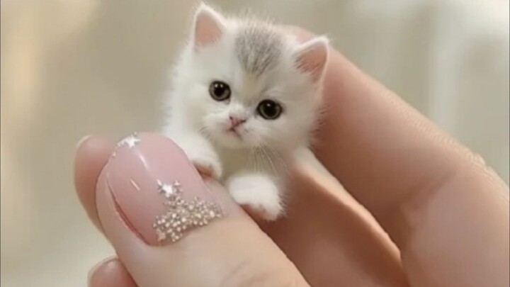 Apakah seluruh dunia akan menyukai kucing kecil malaikat yang polos dan imut?