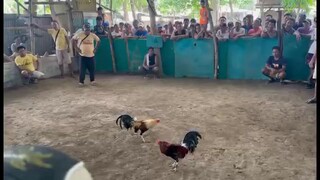 Machine Mclean (MaxBlade GF) @ Tagoloan Natumolan