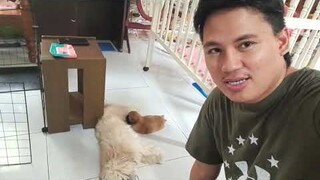 NANGANAK ASO KO NAMATAY ANG IBANG TUTA | Shihtzu giving birth