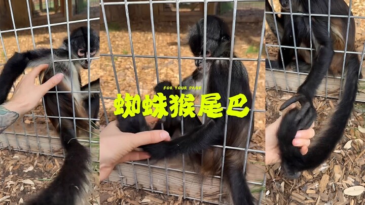 The spider monkey’s tail is actually a giant finger!