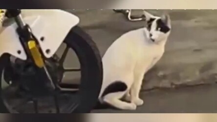 أوه، هل تُريد أن تدهسني حتى الموت؟