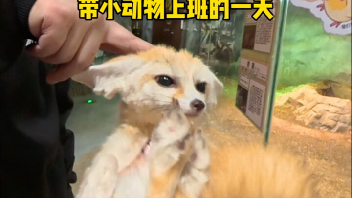 تجربة يوم عمل مع الحيوانات الصغيرة من منظور الشخص الأول