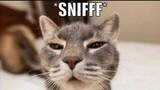 sniffed