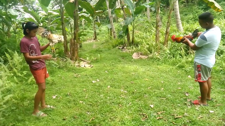 Nakachamba ang bisaya na manok.