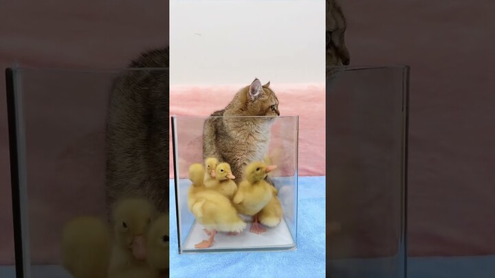 Kitten Play With Duckling The Glass Box #shorts #kittens #cats #animals #viral #trending