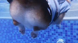 Pantat Corgi sangat lucu di dalam air, ia benar-benar mengapung!