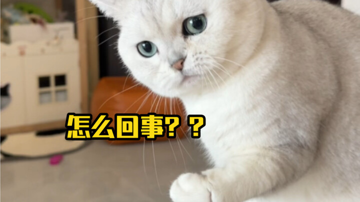 最后我是万万没想到它心眼子能剁到这个地步！！