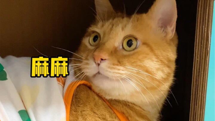 Seberapa maniskah seekor kucing bisa jadi?