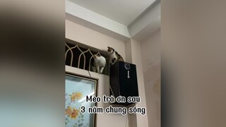 Tết này ngon lành rồi nha lovecats cats mèo