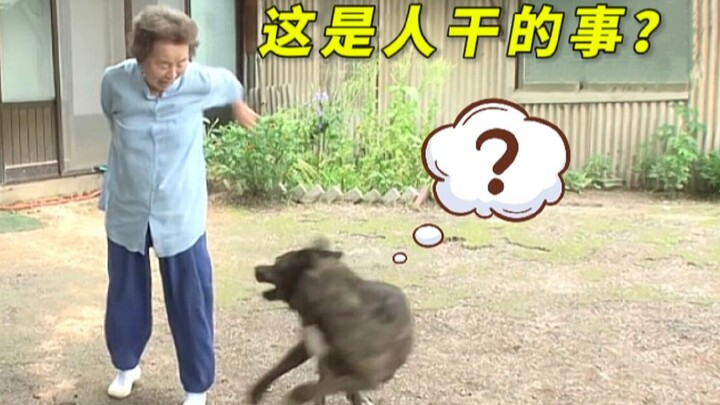 كلب ربيته لـ5 سنوات لم يسمح لأحد بلمسه أبدًا، لكن مدرب الكلاب كسر حارسته بحيلة واحدة!