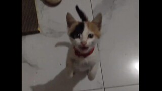 The little kitten goes crazy as soon as it smells the ham sausage