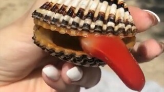 Makanan ini rasanya cukup enak.
