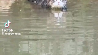 cats can swim