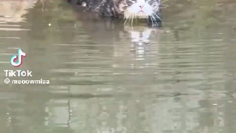 cats can swim