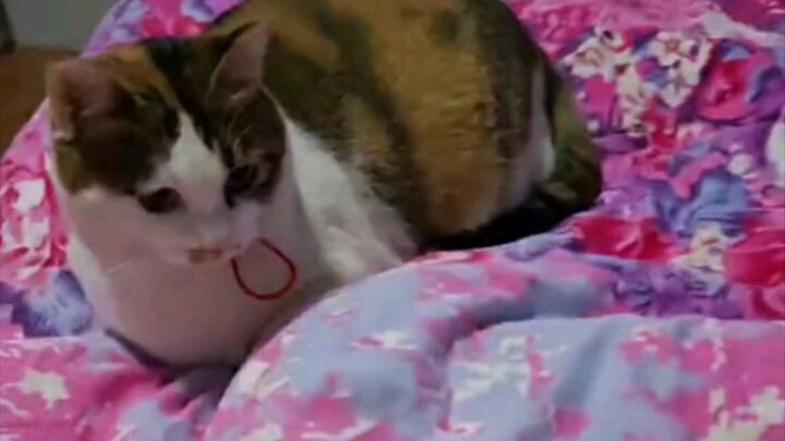 قط صغير ذكي مثل هذا نادر الوجود.