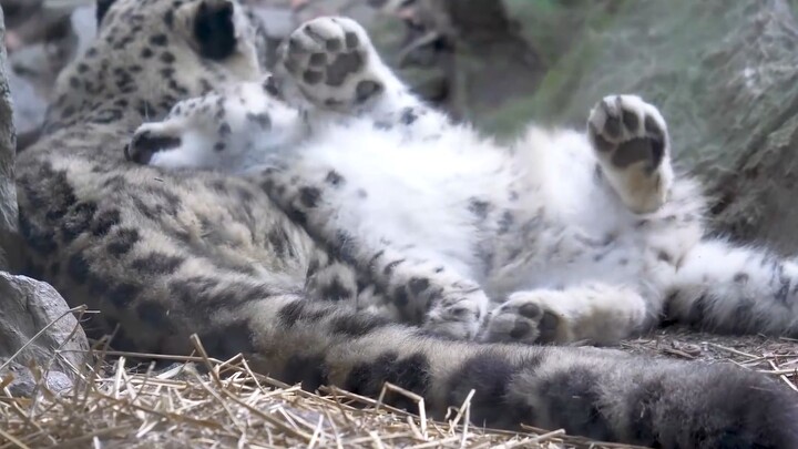 [Snow Leopard] Snow Leopard Baby: "Ah! This leopard pillow is so soft!"