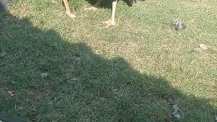Abar ayam muda Si Sona josjis tarungnya!!