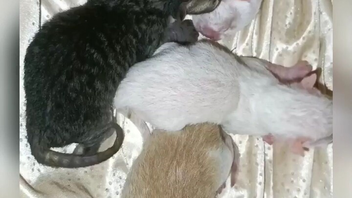 Kyutings Sleeping Here 😁😂🥰