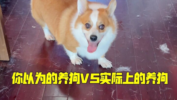 What you think dog ownership is like VS what dog ownership is really like