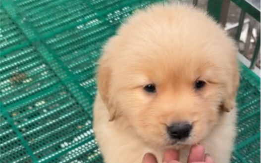 Nemu seekor Golden Retriever di pasar hewan peliharaan, tapi bos malah ngasih yang bentuknya jelek!