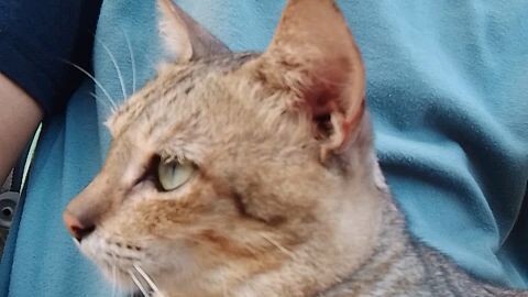 may attitude cat
