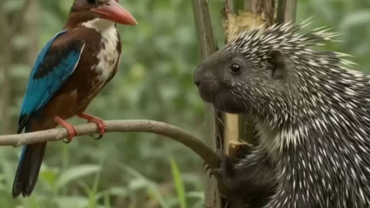landak bs burung eps 1#landak