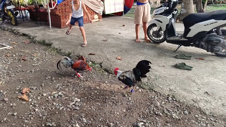 Melsim Black VS Melsim Grey Spar