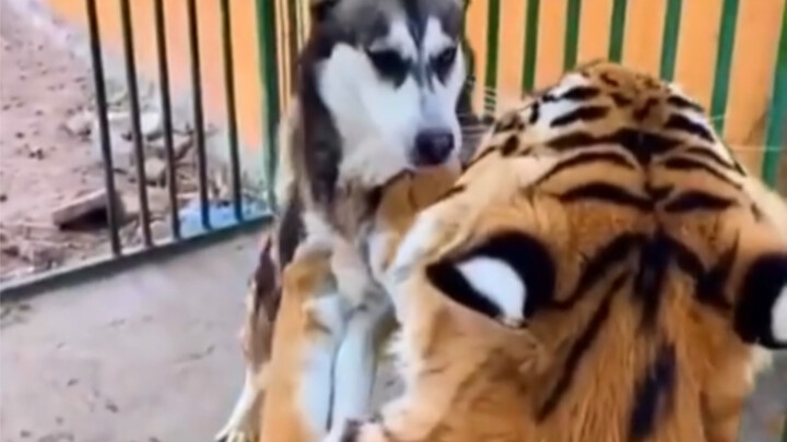 Anjing: Yang pandai membaca situasi adalah orang bijak.