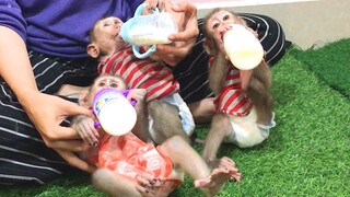 Every monkey got theirs own milk bottle now