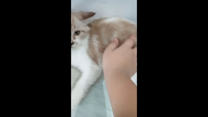 the cat is Soo cute comment of Its cute