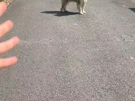 Is it still too late for me to run? The dog’s totally baffling behavior.