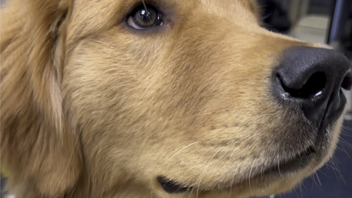 What Happens When You Give a Puppy Pop Rocks?