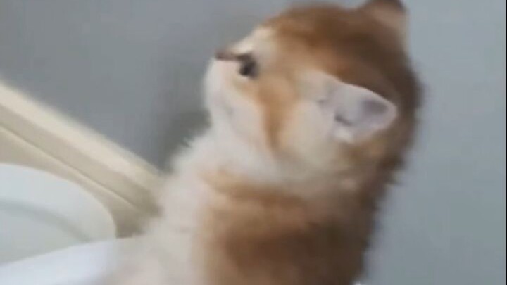 Koleksi Anak Kucing Bodoh~