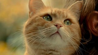 A movie starring an orange cat. Don't ask! Just pet it.
