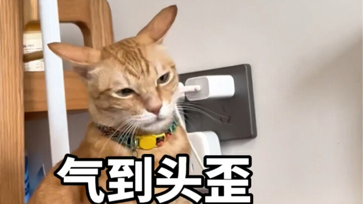 Si kucing kecil yang kepala sampai miring karena kesal