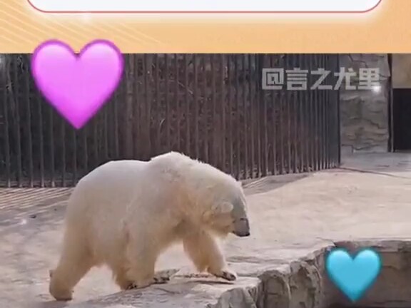 Bears look pretty scruffy after hibernation.