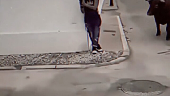 วัว: ทำไมถึงไม่หลบล่ะ？？？？