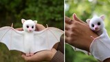 Check out the top 10 cutest baby animals, give them a thumbs up if you like them
