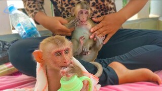 Tiny Yaya is waiting for Mom to finished cleans Toto gently before getting milk