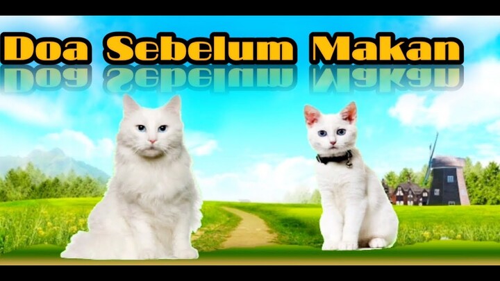 Doa Sebelum Makan || Kucing Lucu baca Doa - Cute Cats and Kittens
