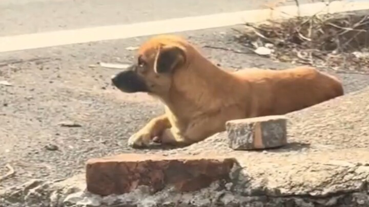 วันแรกที่กลับบ้านก็ทำลูกสุนัขโมโหไปแล้ว ทำยังไงดี～