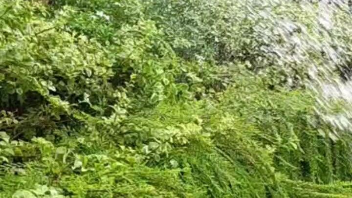 Nature Love