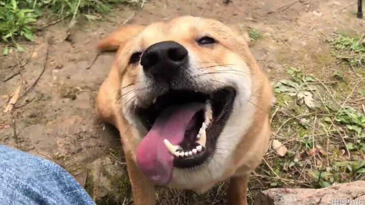 Cute farm dog, nimbly scampering up the mountain like a little fox, and even gets shy when it sees a