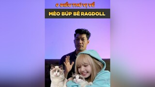 6 điều thú vị ít người biết về mèo búp bê Ragdoll petonesaigon tuitienpet petnhatrang dcgr