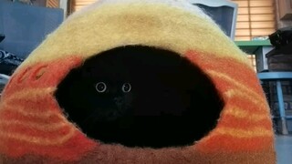 Have you ever seen a cat that eats its cat bed?