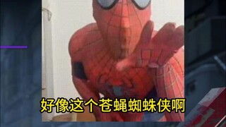 苍蝇版蜘蛛侠贴纸
