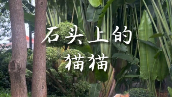 Di taman ada seekor kucing kecil, tapi ikan yang ingin ditangkapnya justru berada di pohon.